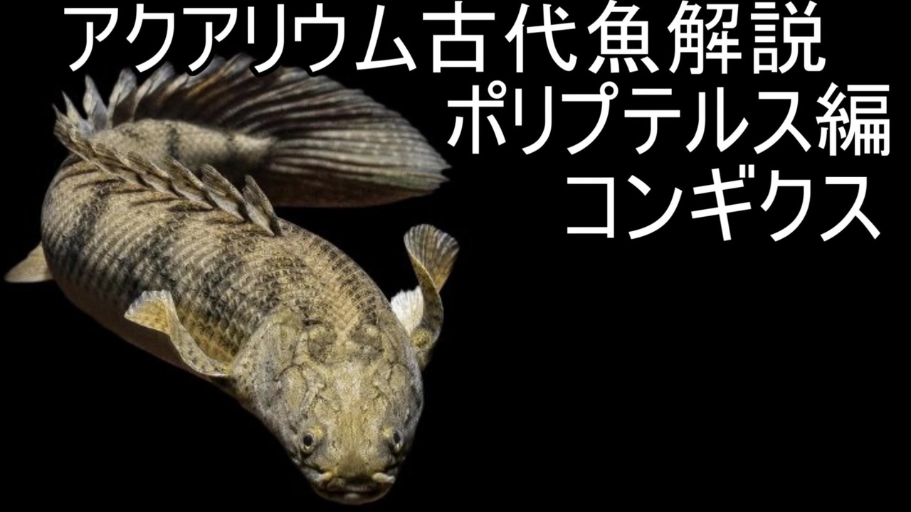 人気の 熱帯魚 動画 1 595本 ニコニコ動画