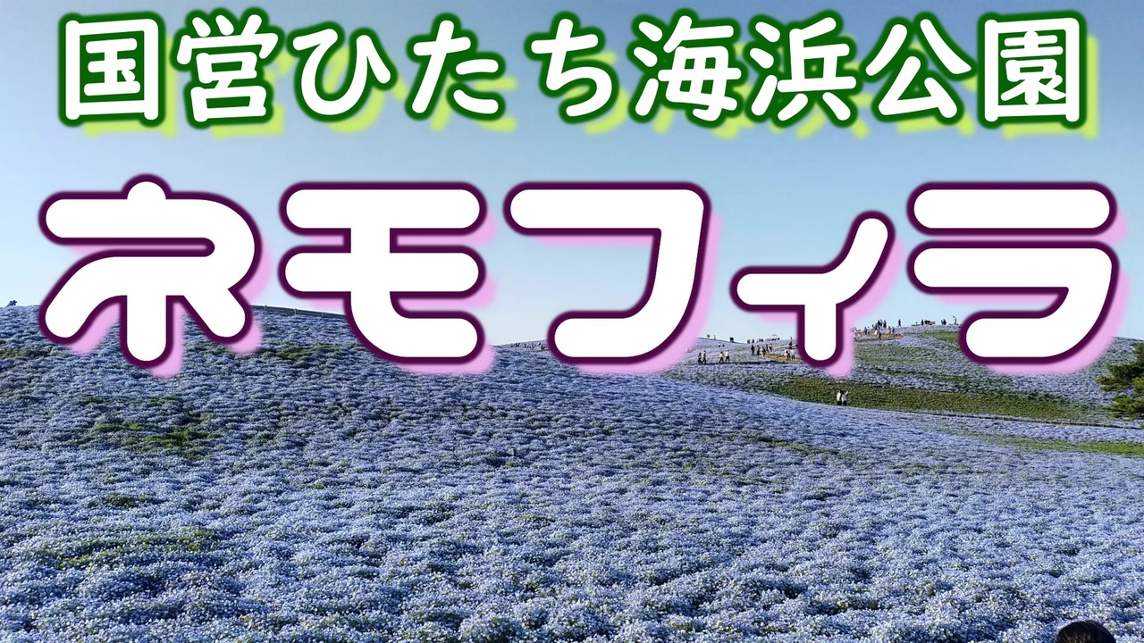 人気の 国営ひたち海浜公園 動画 25本 ニコニコ動画