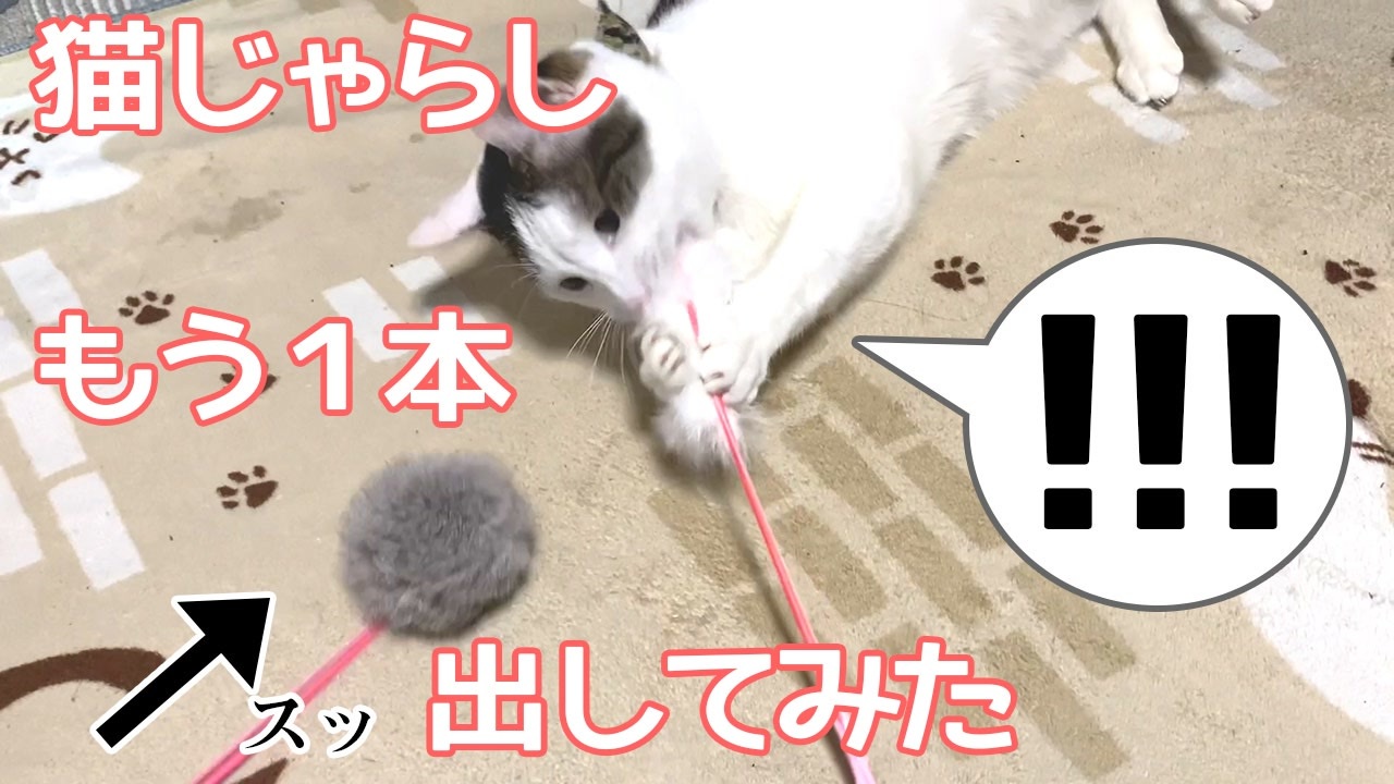 猫じゃらしで大はしゃぎの猫にもう1本猫じゃらし差し出してみた ニコニコ動画