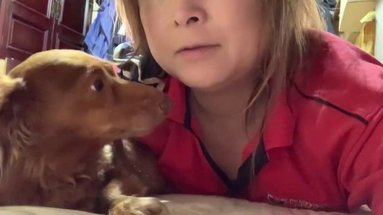 人気の ミニチュアダックスフンド 動画 96本 ニコニコ動画