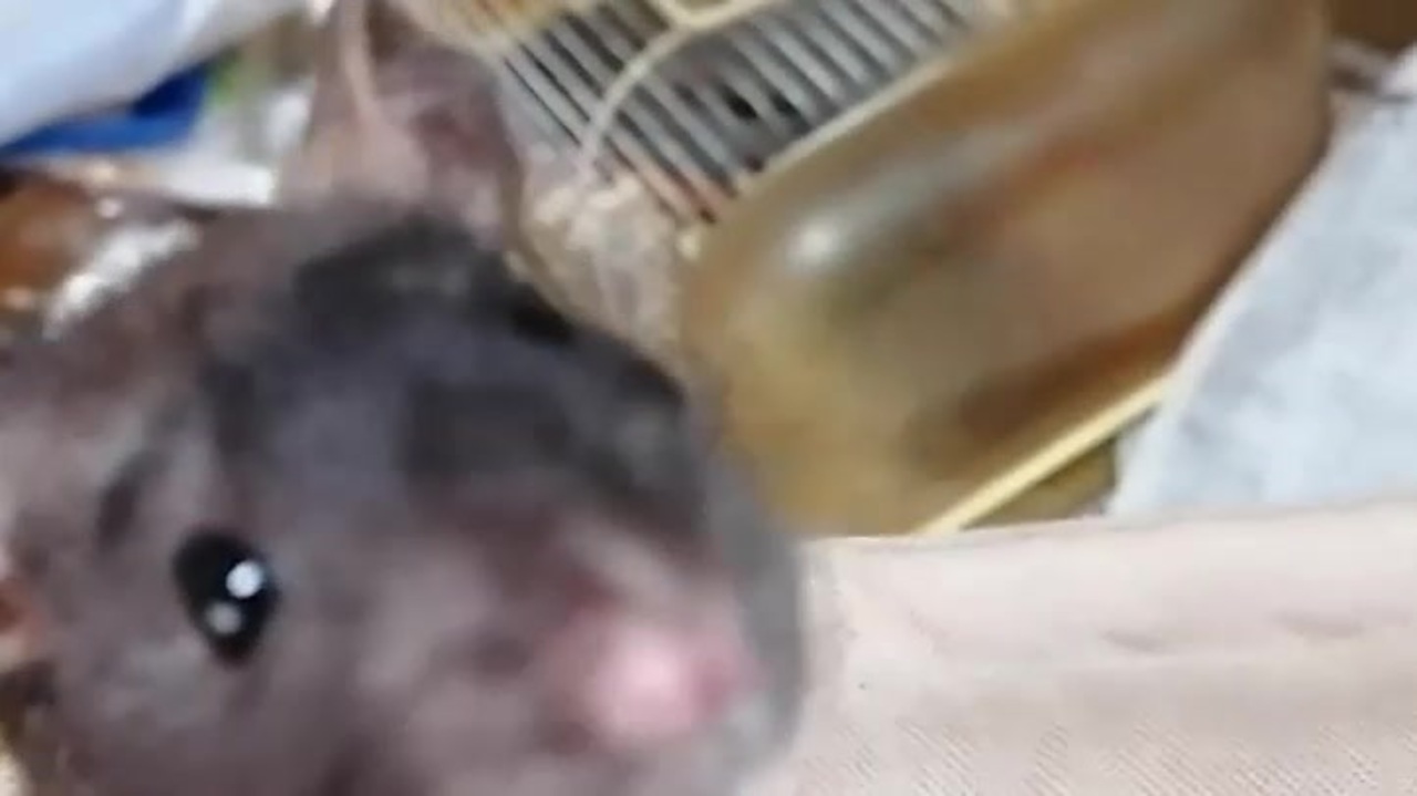 人気の ドブネズミ 動画 8本 3 ニコニコ動画