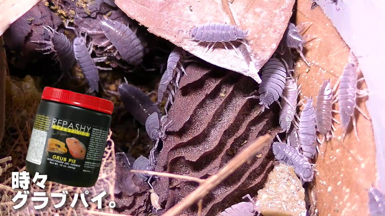 近所で採取したホソワラジムシを飼育繁殖させてます ニコニコ動画