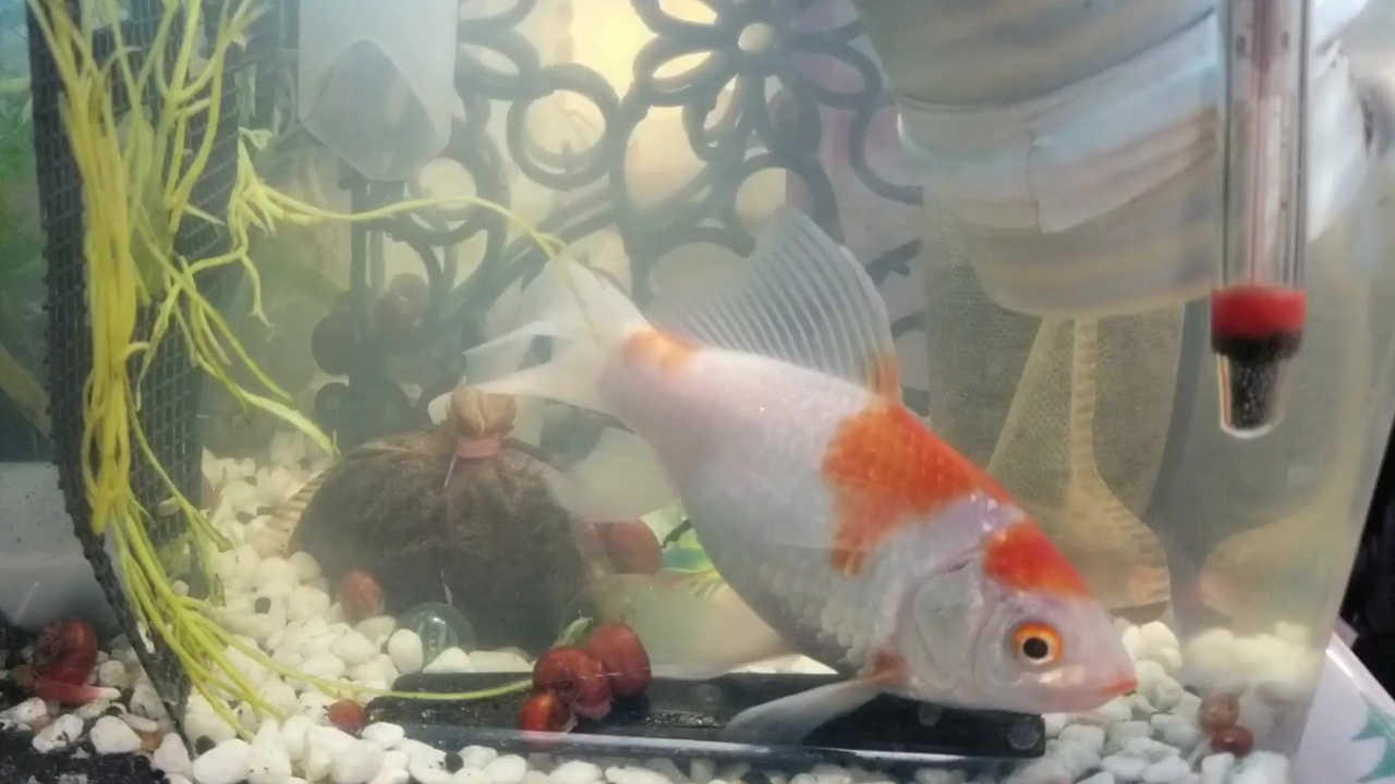 人気の 金魚 アクアリウム 動画 464本 4 ニコニコ動画