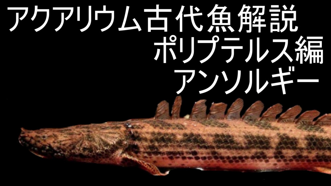 ゆっくり解説 現生の古代魚解説 ポリプテルス編 下顎系part3 アンソルギー アクアリウム ニコニコ動画