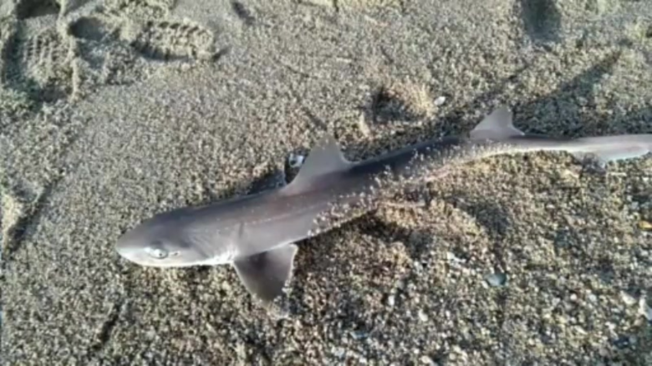 謎のサメが釣れた（引っ掛けた） ニコニコ