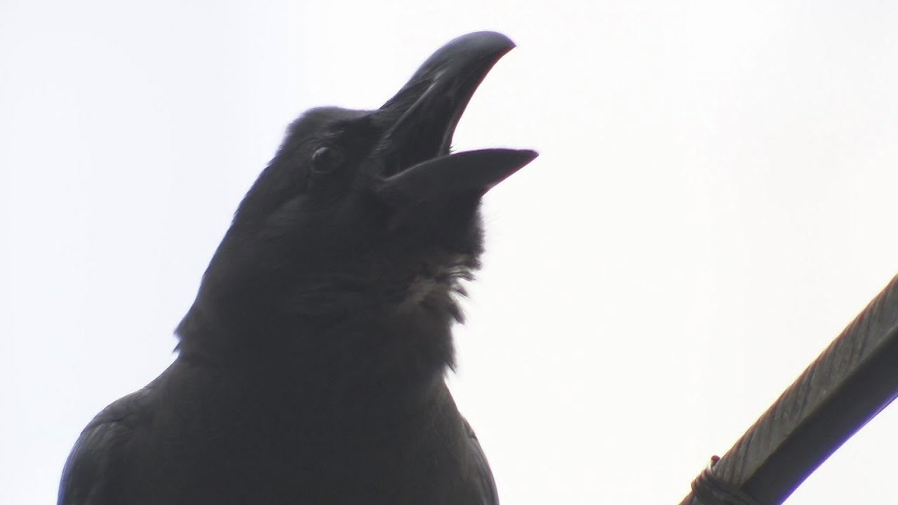 カラスこわれる ニコニコ動画