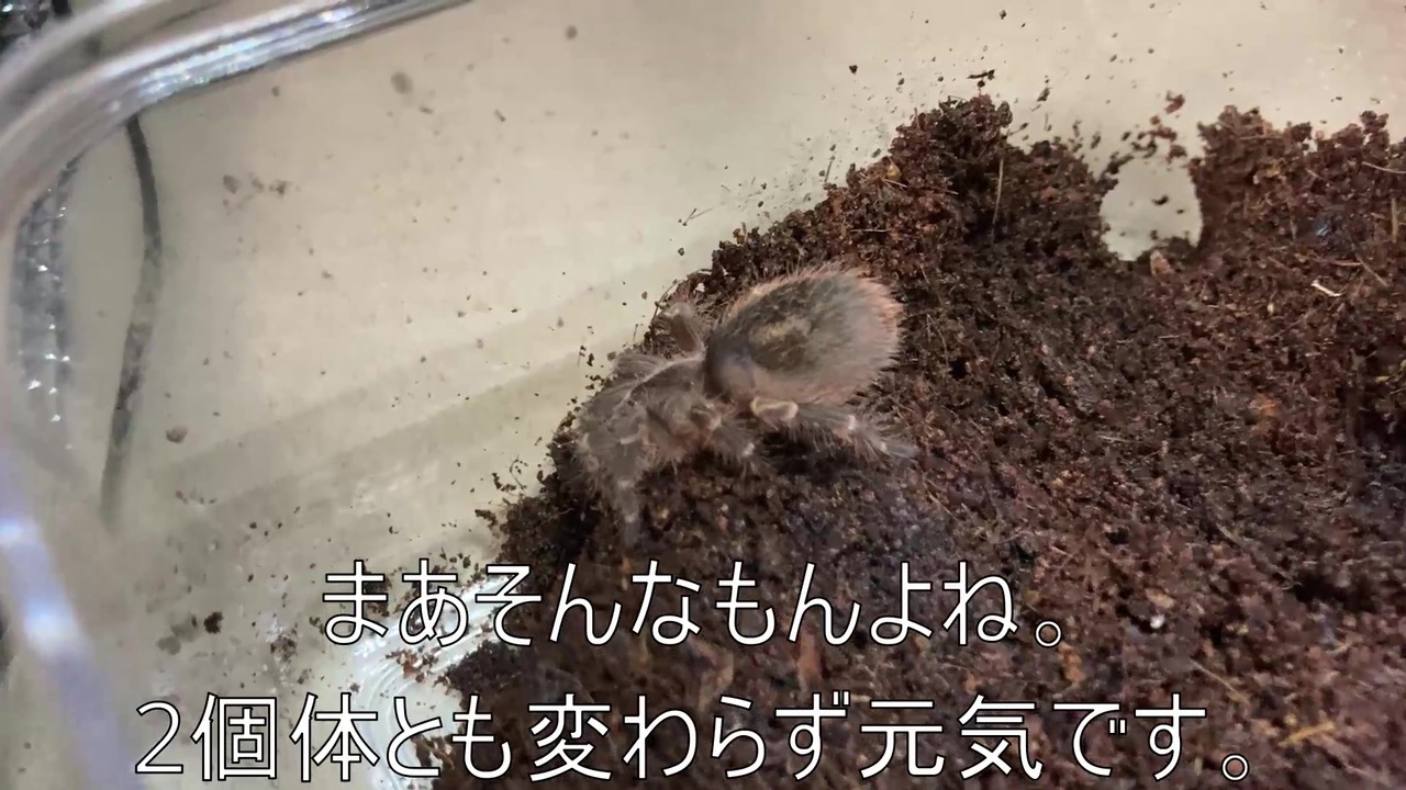 人気の ウーパールーパー 動画 534本 4 ニコニコ動画