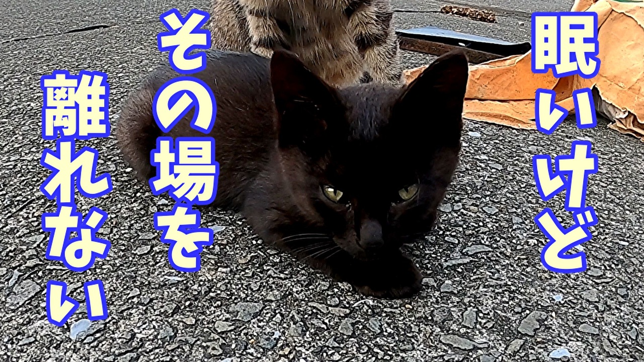 人気の 地域猫 動画 353本 ニコニコ動画