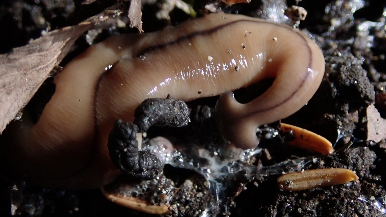 人気の コウガイビル 動画 29本 ニコニコ動画