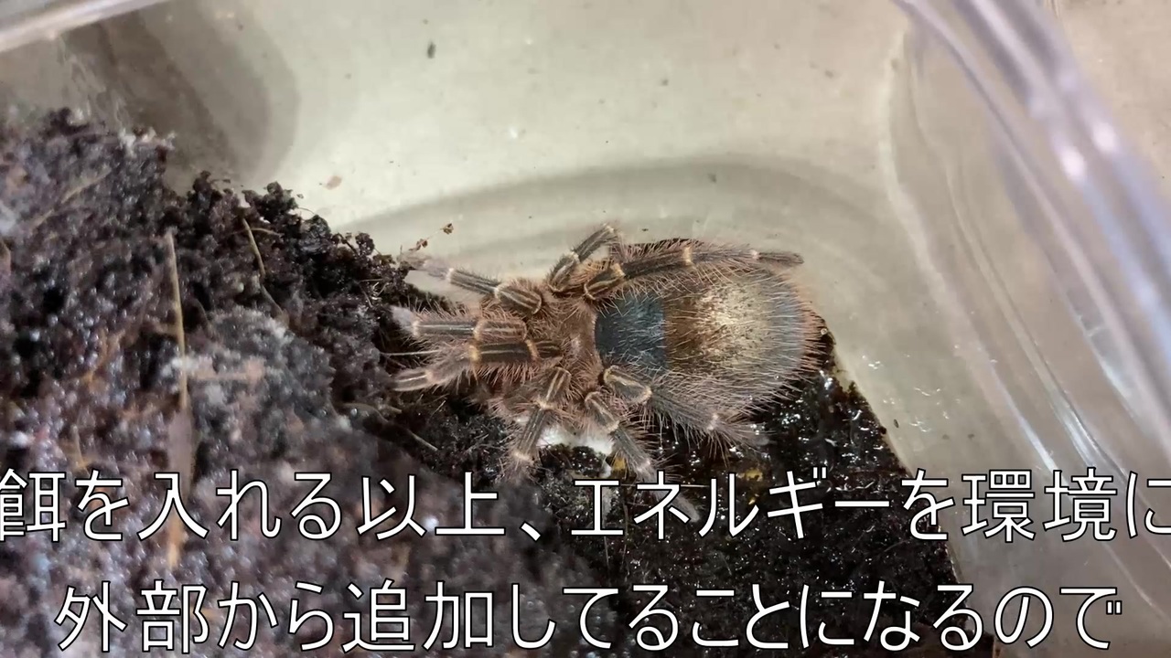 人気の ウーパールーパー 動画 534本 4 ニコニコ動画
