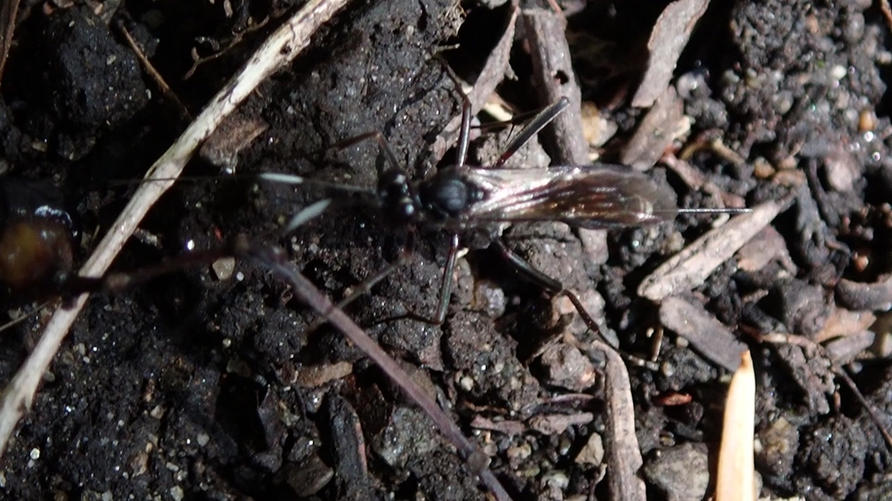 人気の 蜂 動画 166本 2 ニコニコ動画