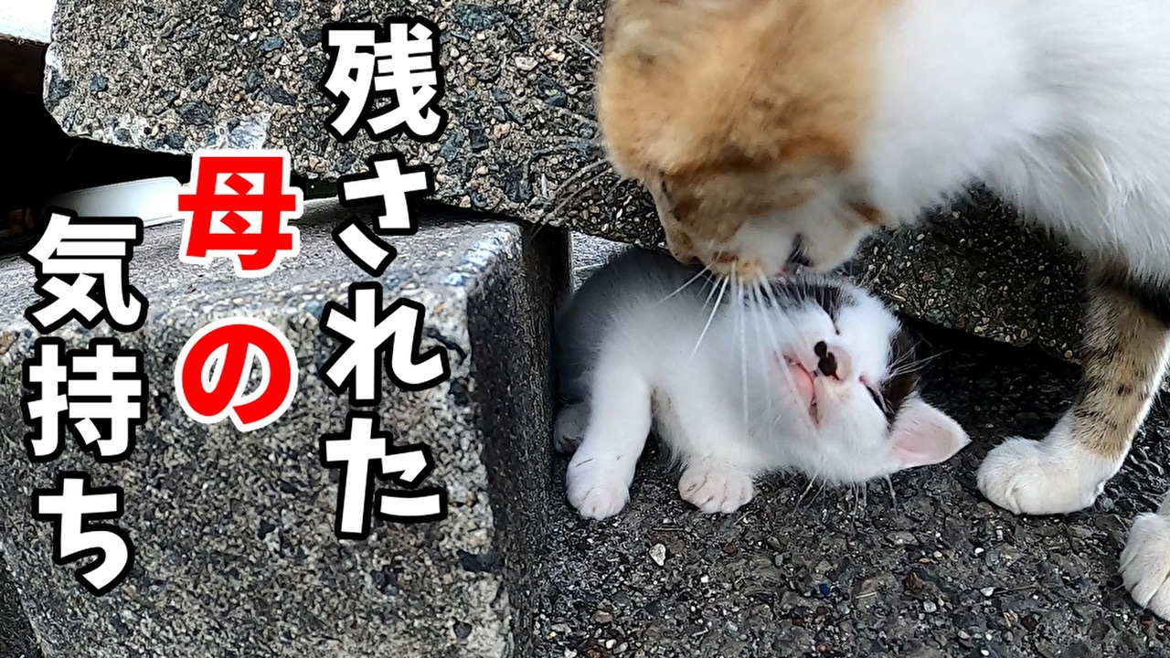 人気の 母猫 動画 30本 ニコニコ動画