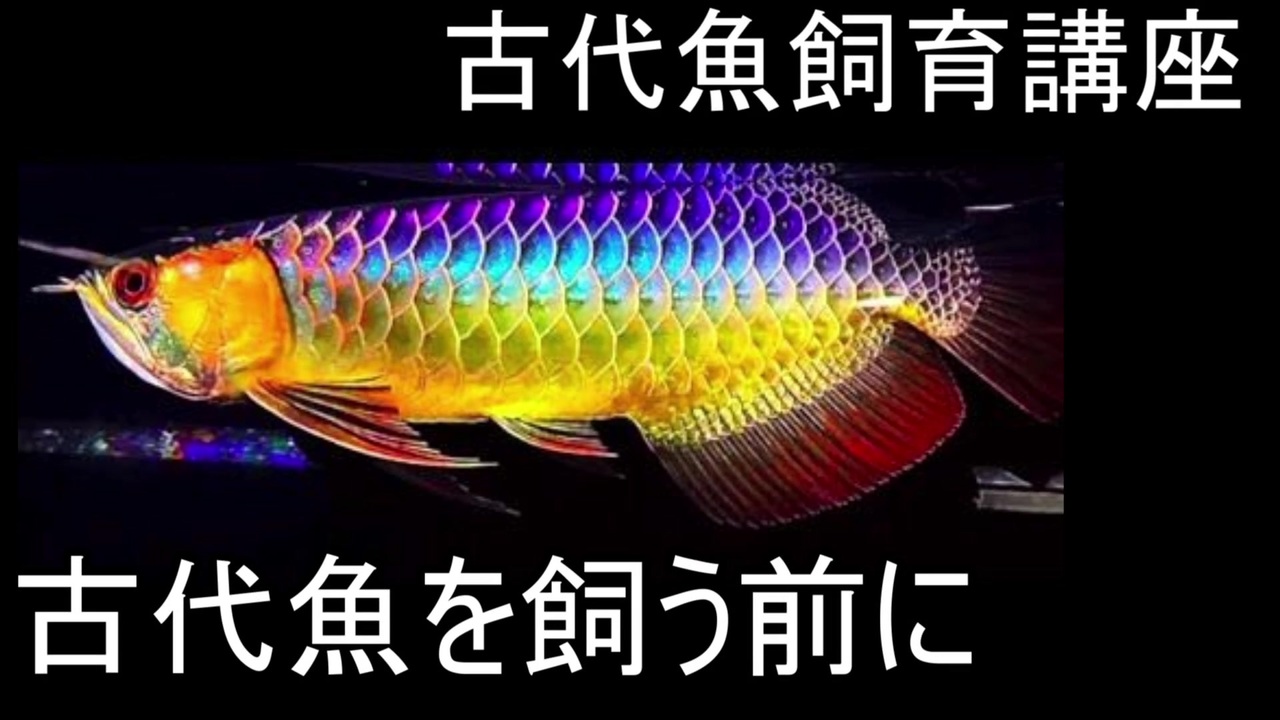 人気の 動物 古代魚 動画 94本 ニコニコ動画