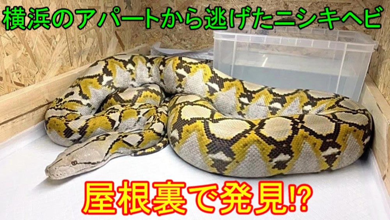 逃げていたアミメニシキヘビが屋根裏で発見されたことについて ニコニコ動画