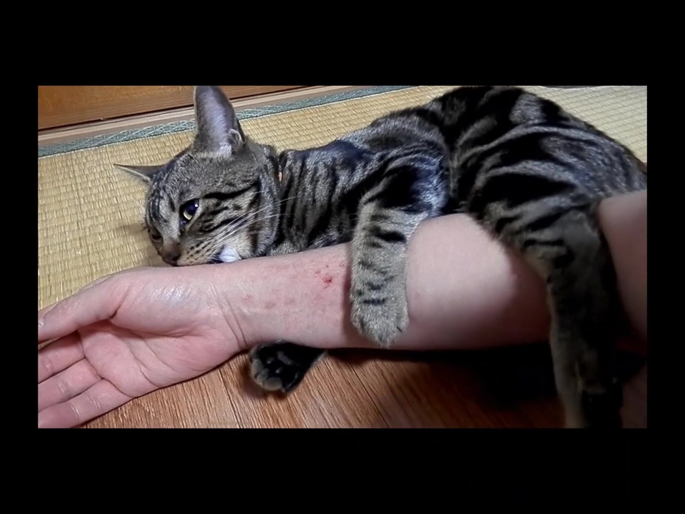 腕にしがみつき懸命に腰を振る猫 - a cat hugs human's arm and humps it hard -