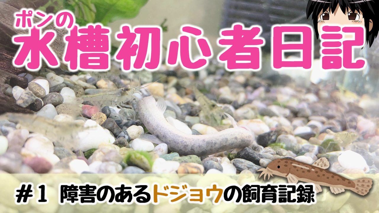 水槽始めました 1障害のあるドジョウの飼育記録 ニコニコ動画