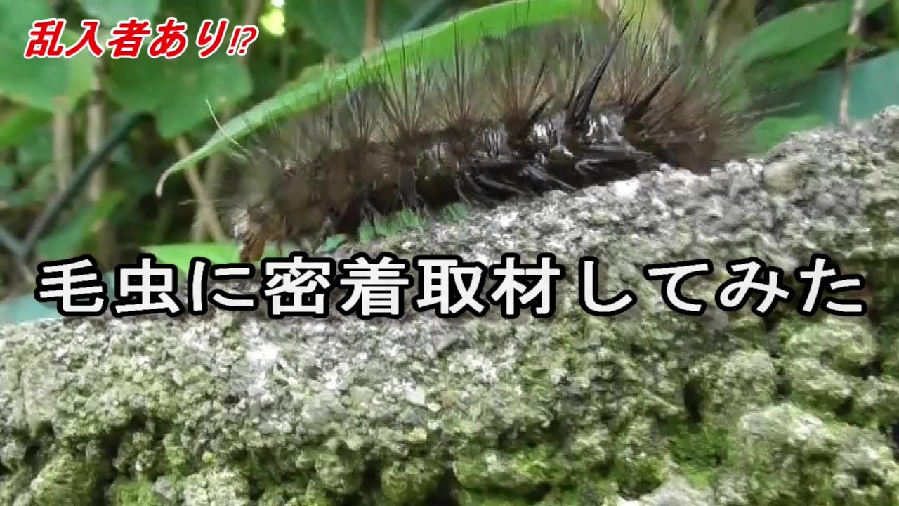 乱入者あり 毛虫に密着取材してみた ニコニコ動画