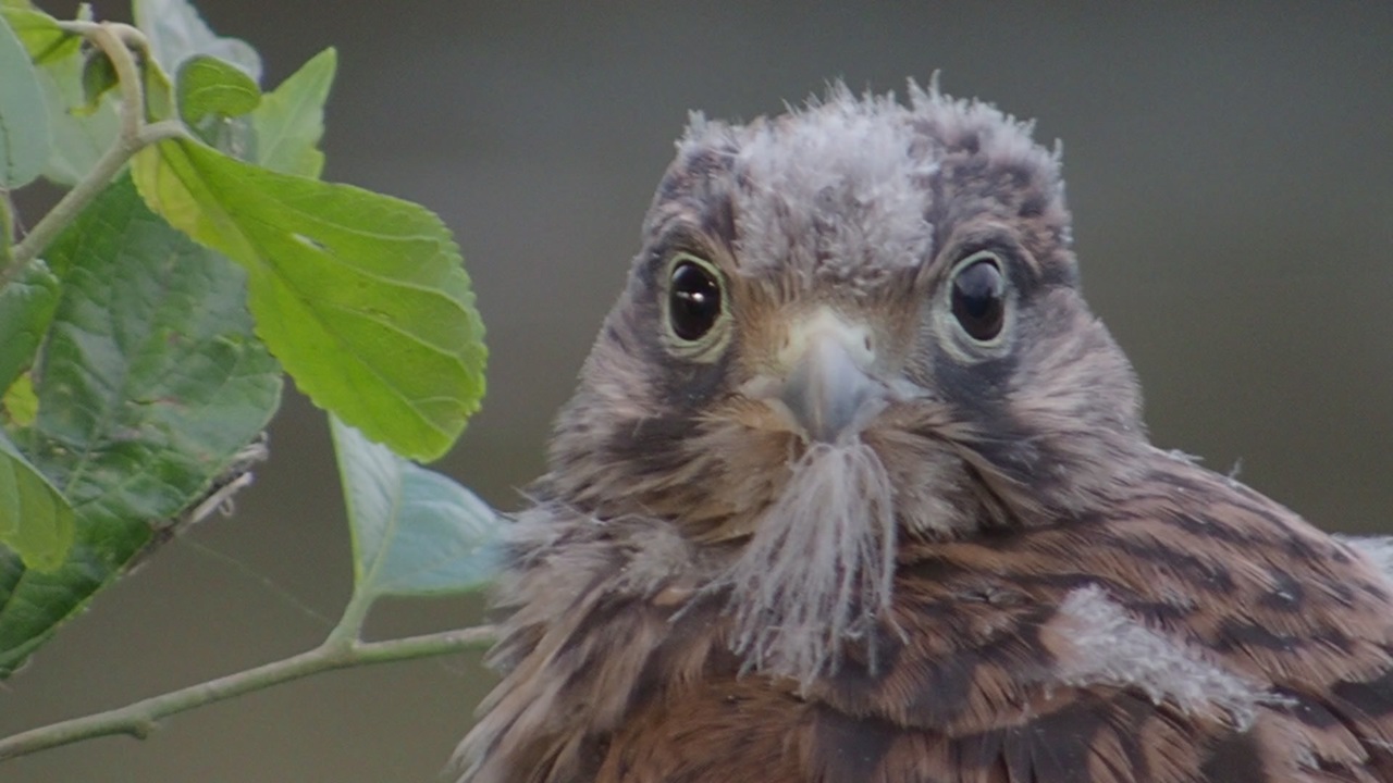 人気の 幼鳥 動画 27本 ニコニコ動画