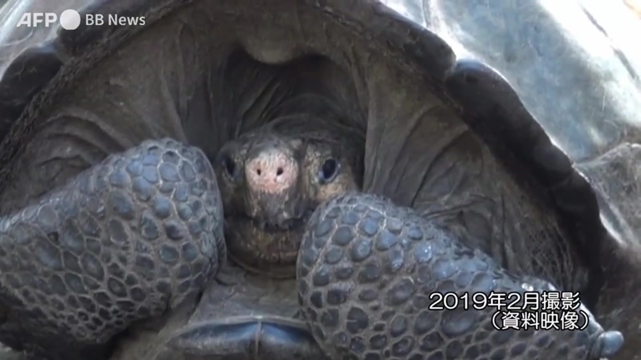 人気の 絶滅危惧種 動画 462本 3 ニコニコ動画