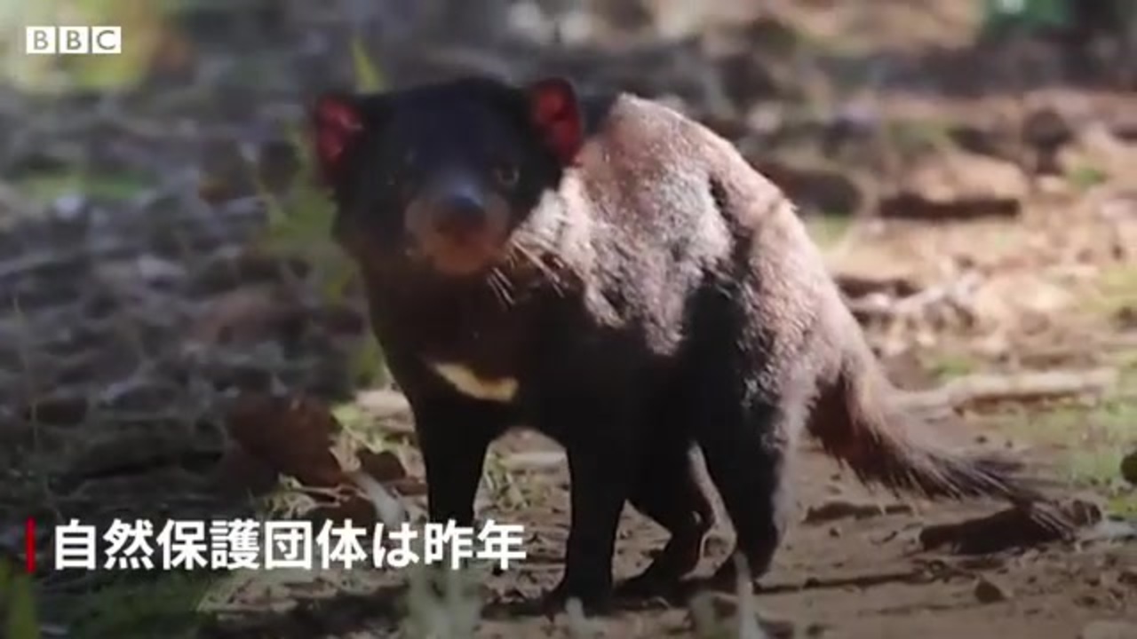 タスマニアデビルの赤ちゃん 約3000年ぶりに豪本土で誕生 ニコニコ動画