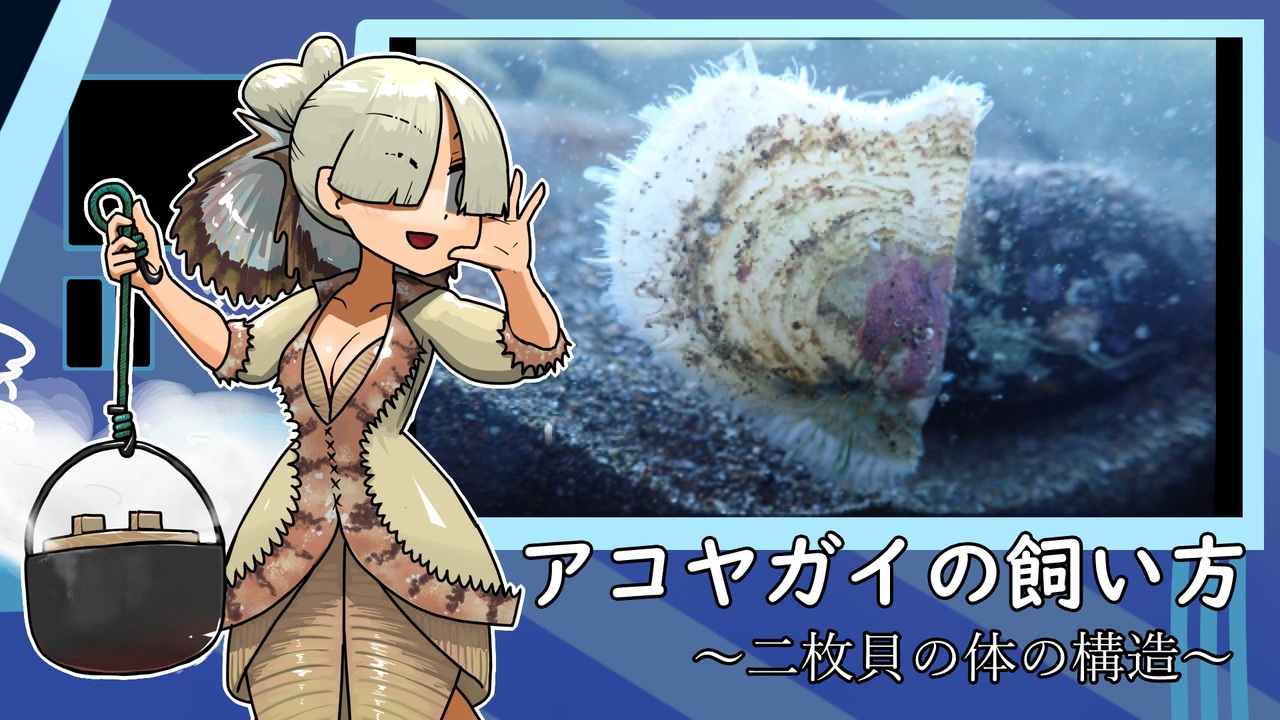 人気の 貝 動画 142本 ニコニコ動画