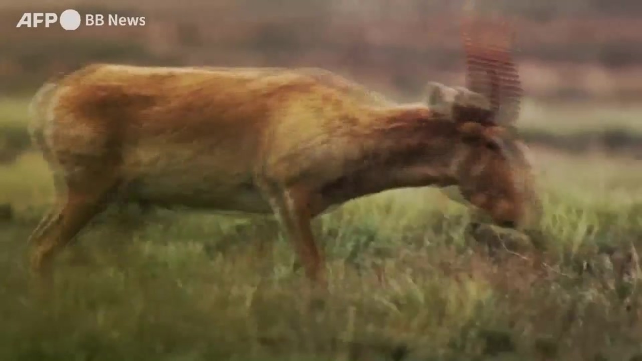 絶滅危惧種サイガ、2019年から生息数倍増 カザフスタン - ニコニコ動画