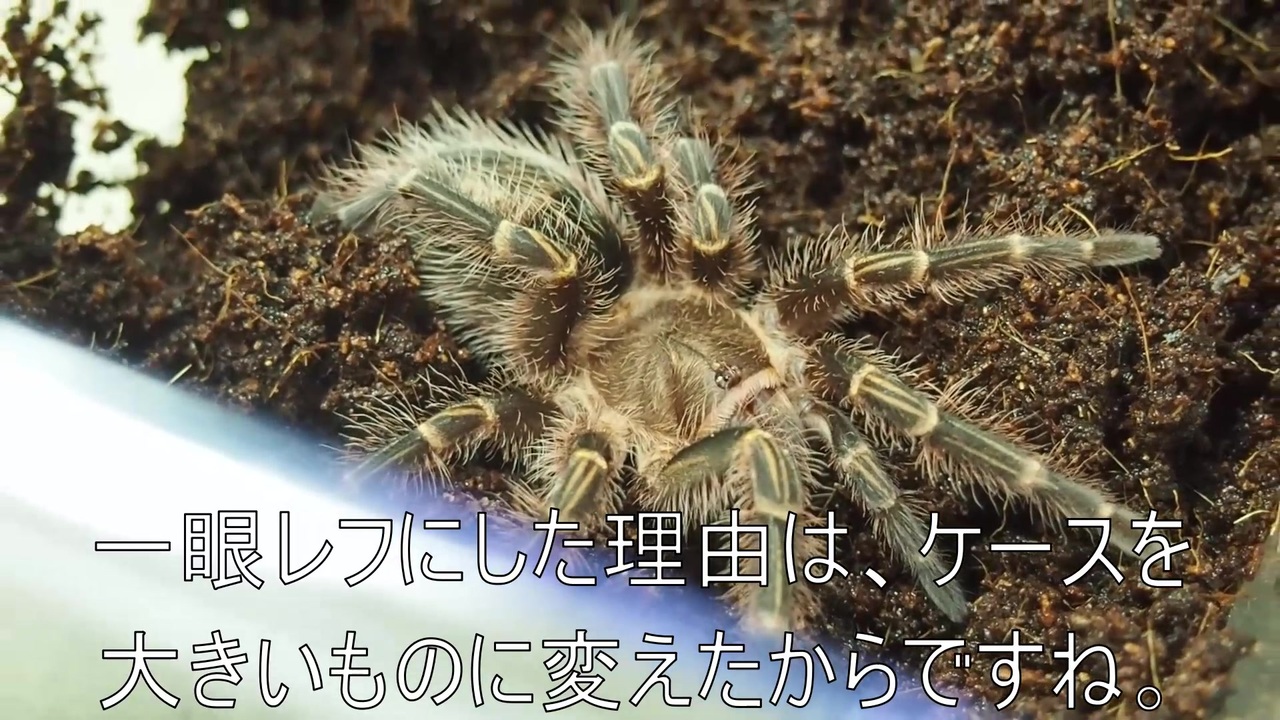 高画質な蜘蛛 タランチュラ飼育日記その２０２ めちょかわいい ニコニコ動画
