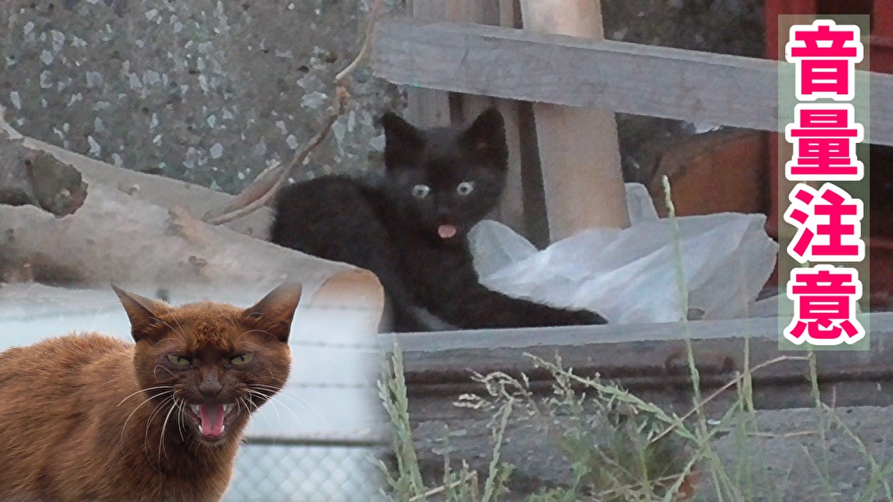 ギャーのあと少し喋る 子猫を守るため 近づく雄猫を大声で退けた母猫 野良猫 ニコニコ動画