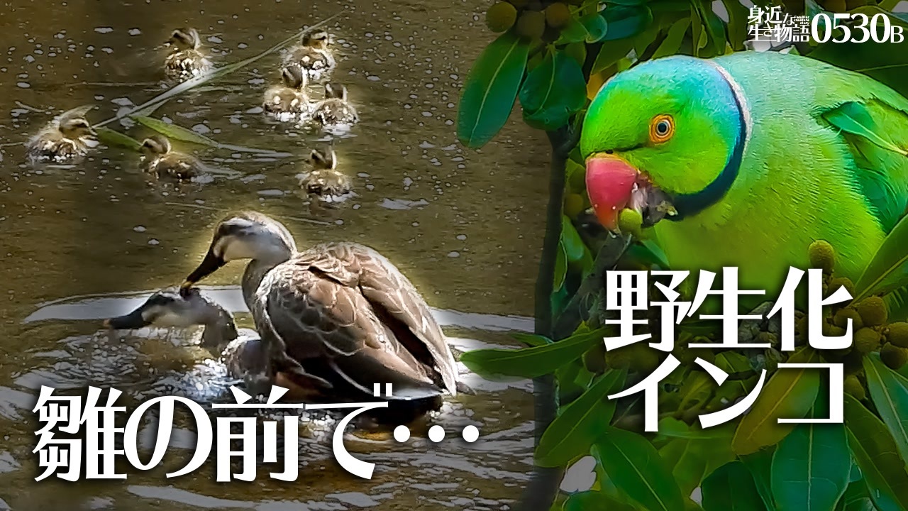 0530b 雛鳥の前でオスに襲われるカルガモ親子の母 野生化インコに食べられるビワ 引越し前に抱卵バンとにらみ合いする鴨親子 親vs親鳥 身近な生き物語 カルガモ親子 ワカケホンセイインコ ニコニコ動画