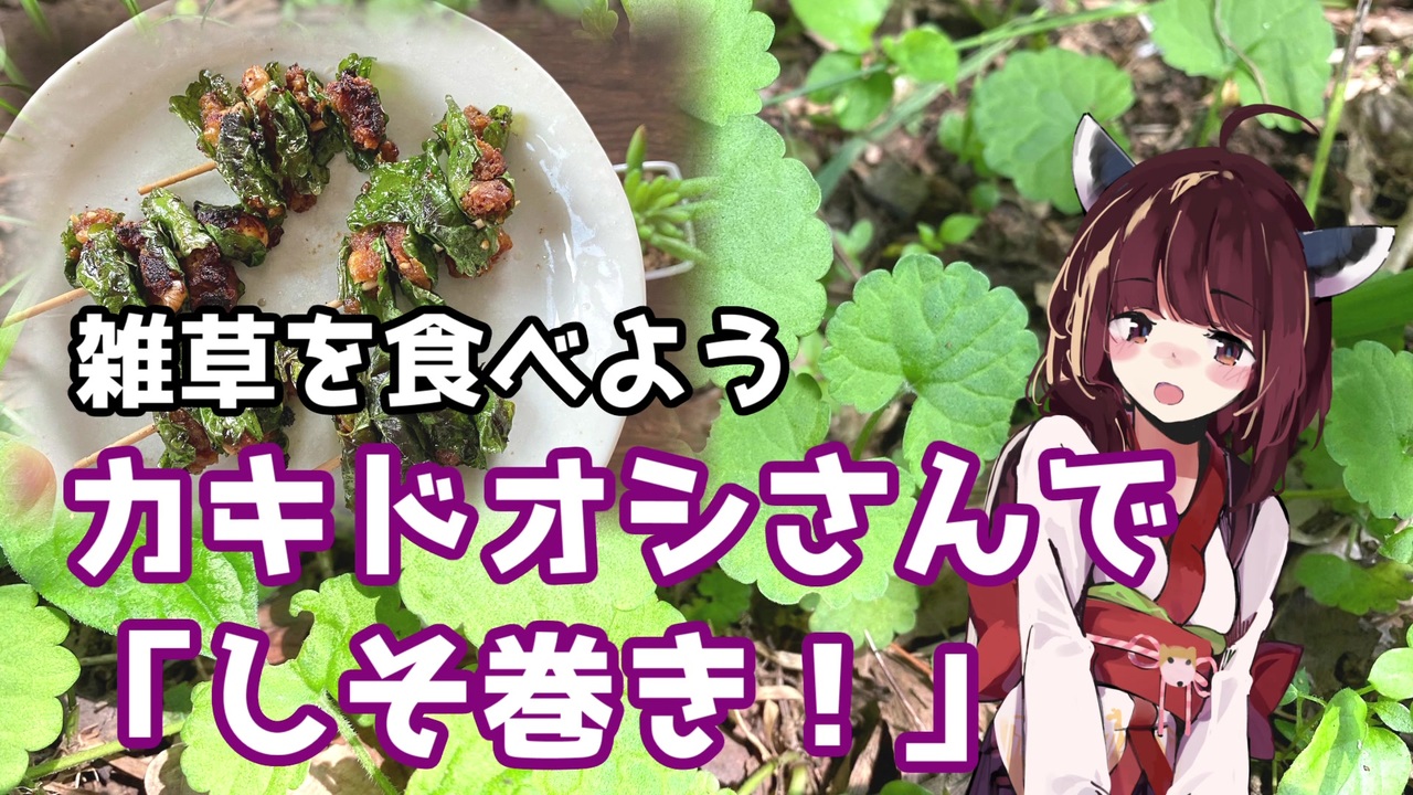 思い切って野草を食べてみよう 19 カキドオシさんで しそ巻き ニコニコ動画