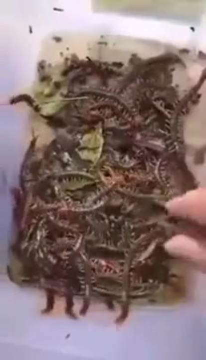 人気の ゲテモノ食い 動画 21本 ニコニコ動画