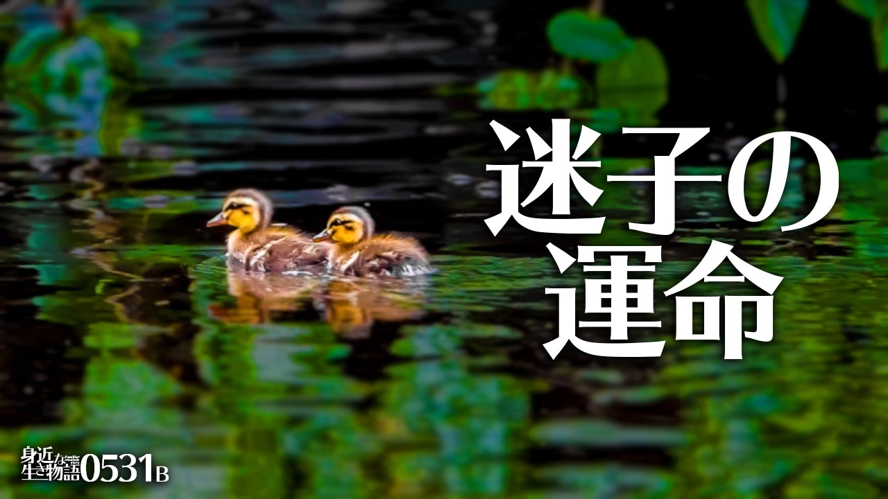 人気の 子殺し 動画 10本 ニコニコ動画