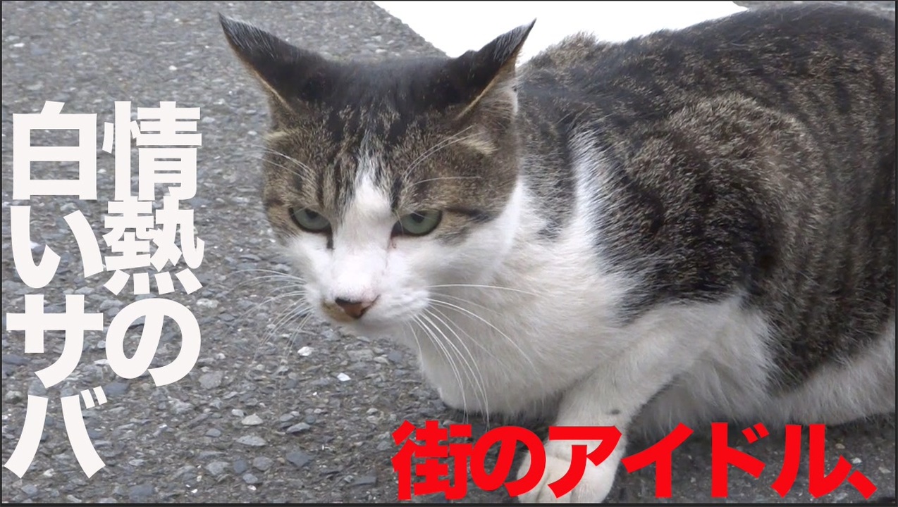 人気の ねこかます もふり手 動画 1 551本 ニコニコ動画