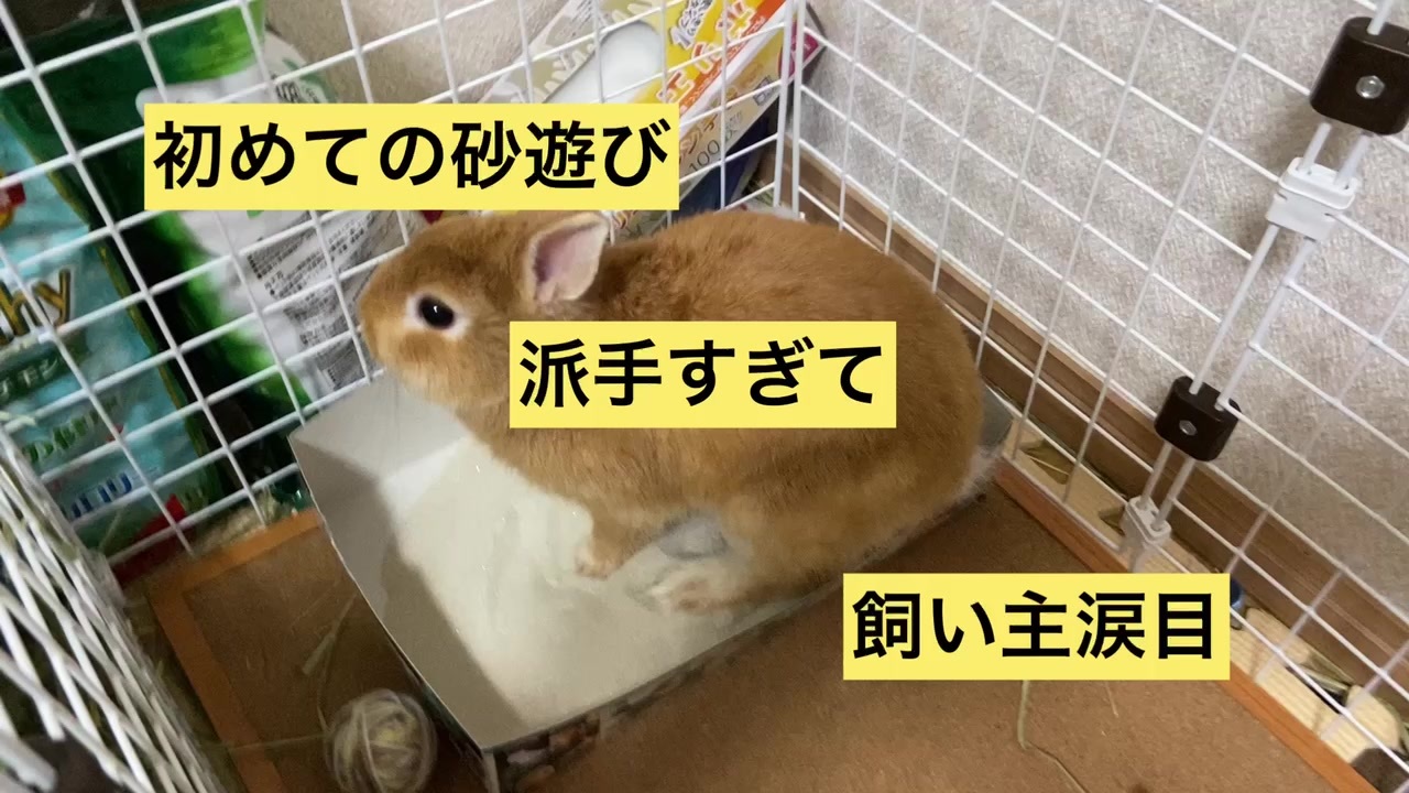 大惨事 うさぎに砂遊びさせたら大変なことに ニコニコ動画