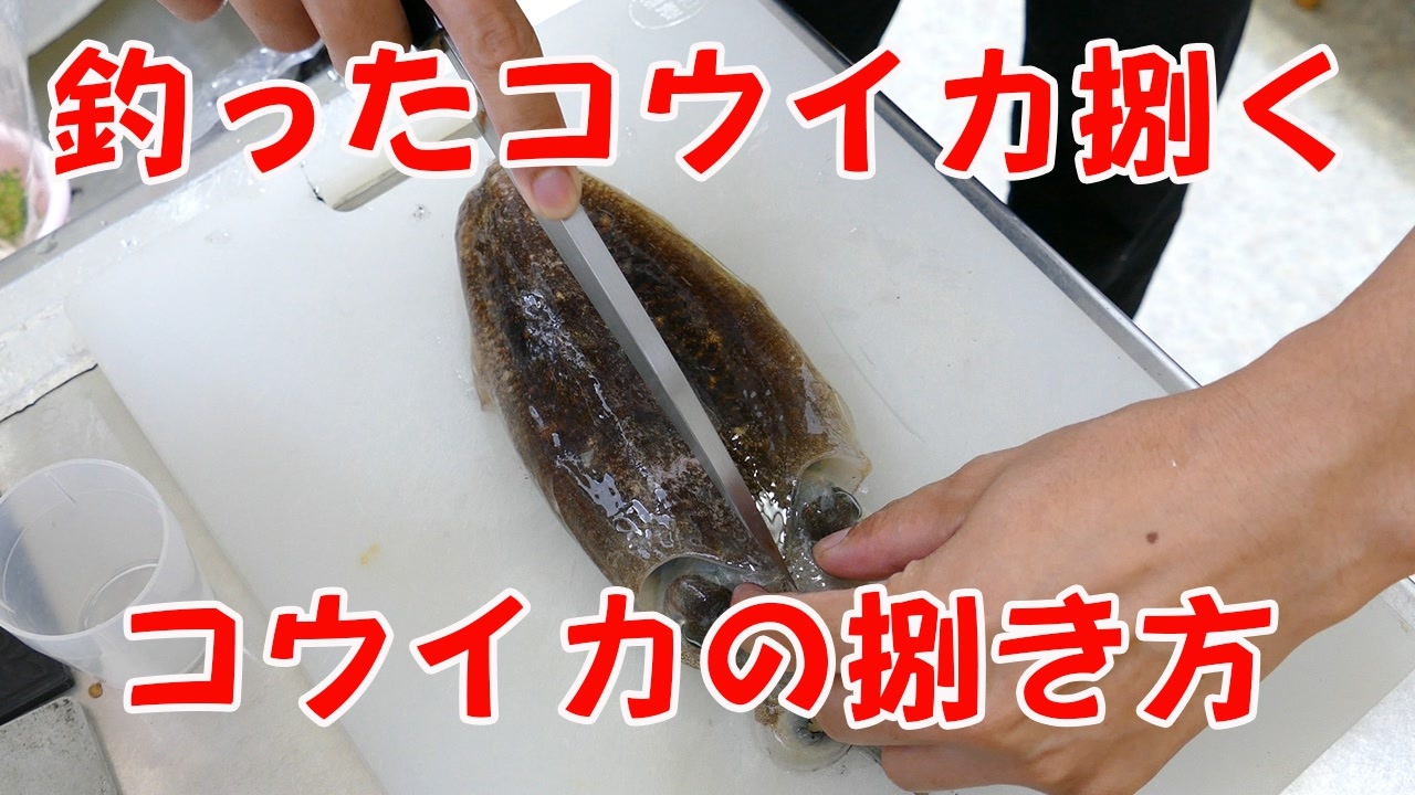 刺身に捌いて食べる 福井県敦賀で釣ったコウイカを捌いてお刺身にします コウイカの捌き方 ニコニコ動画