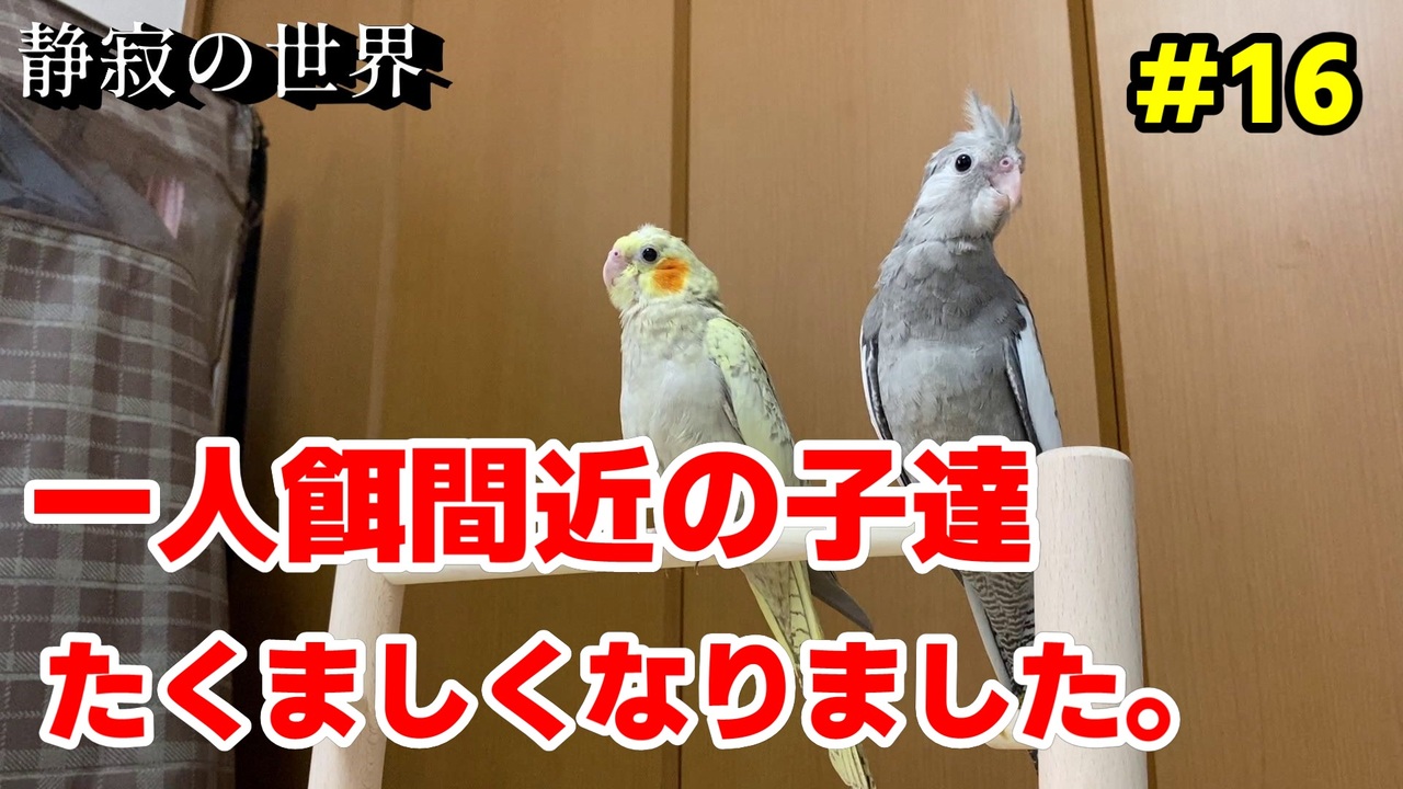 人気の 動物 鳥 動画 5 7本 32 ニコニコ動画