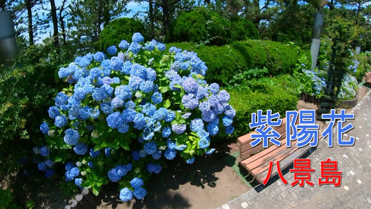 散歩 八景島の紫陽花 ニコニコ動画