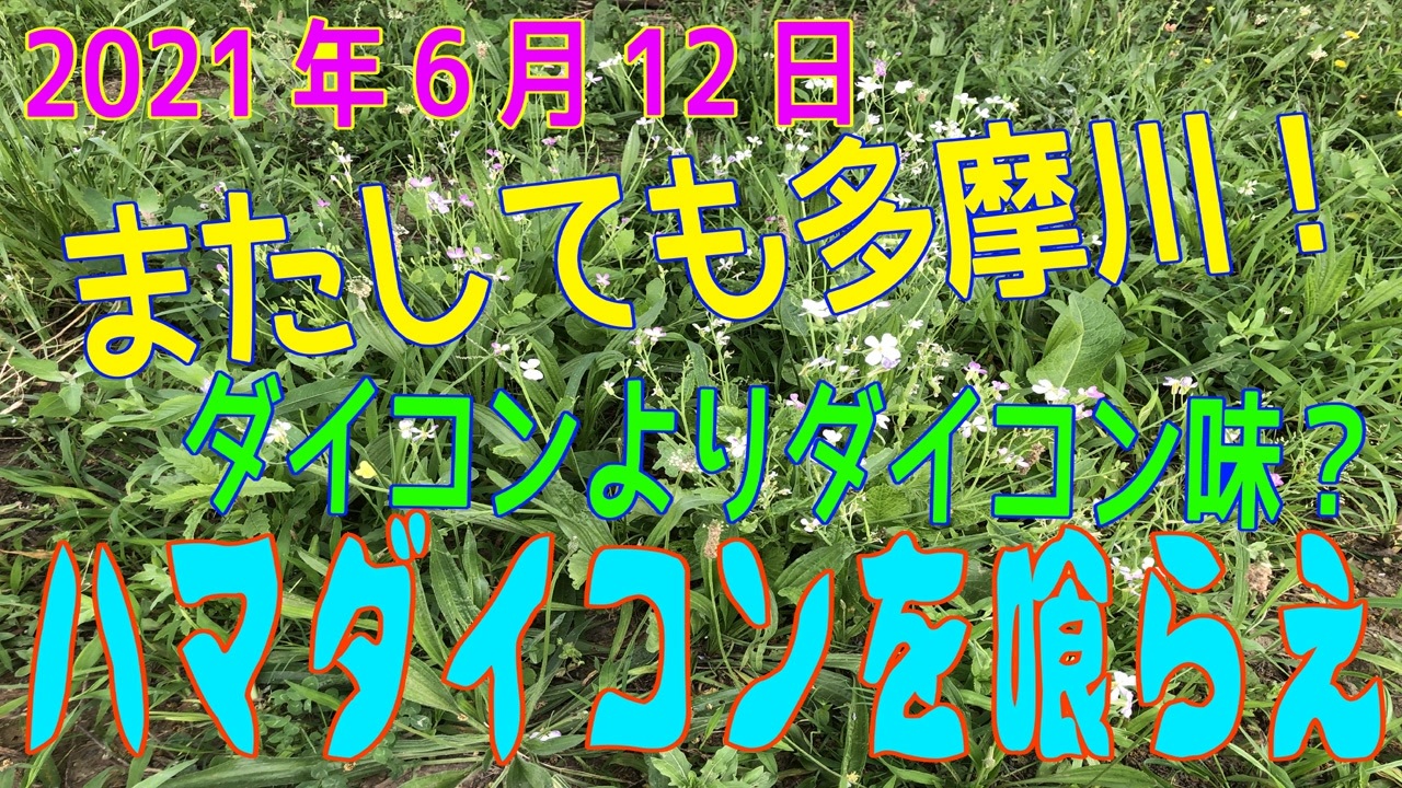 ダイコンより大根の味 ハマダイコンを食す In多摩川 21年6月12日 ニコニコ動画