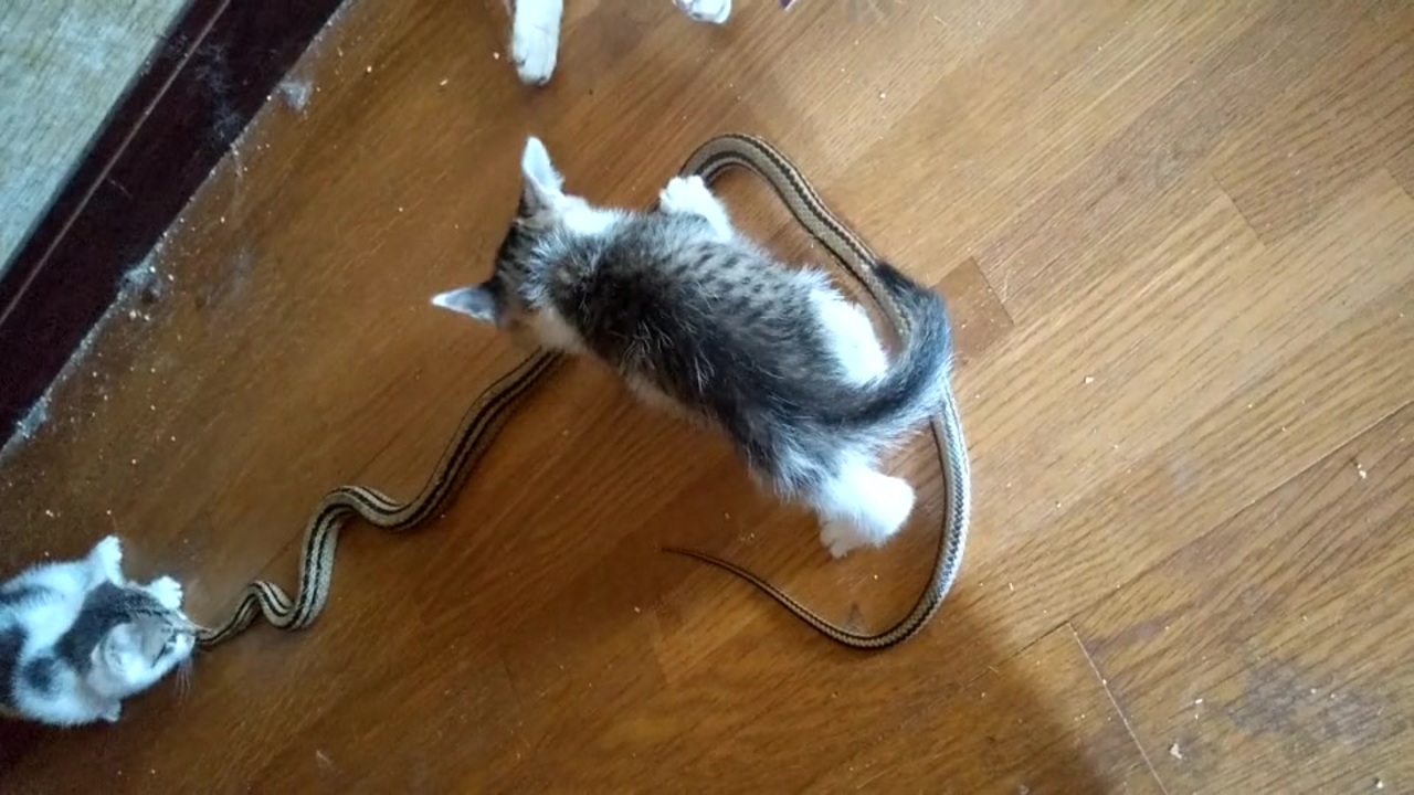 人気の 猫 蛇 動画 18本 ニコニコ動画