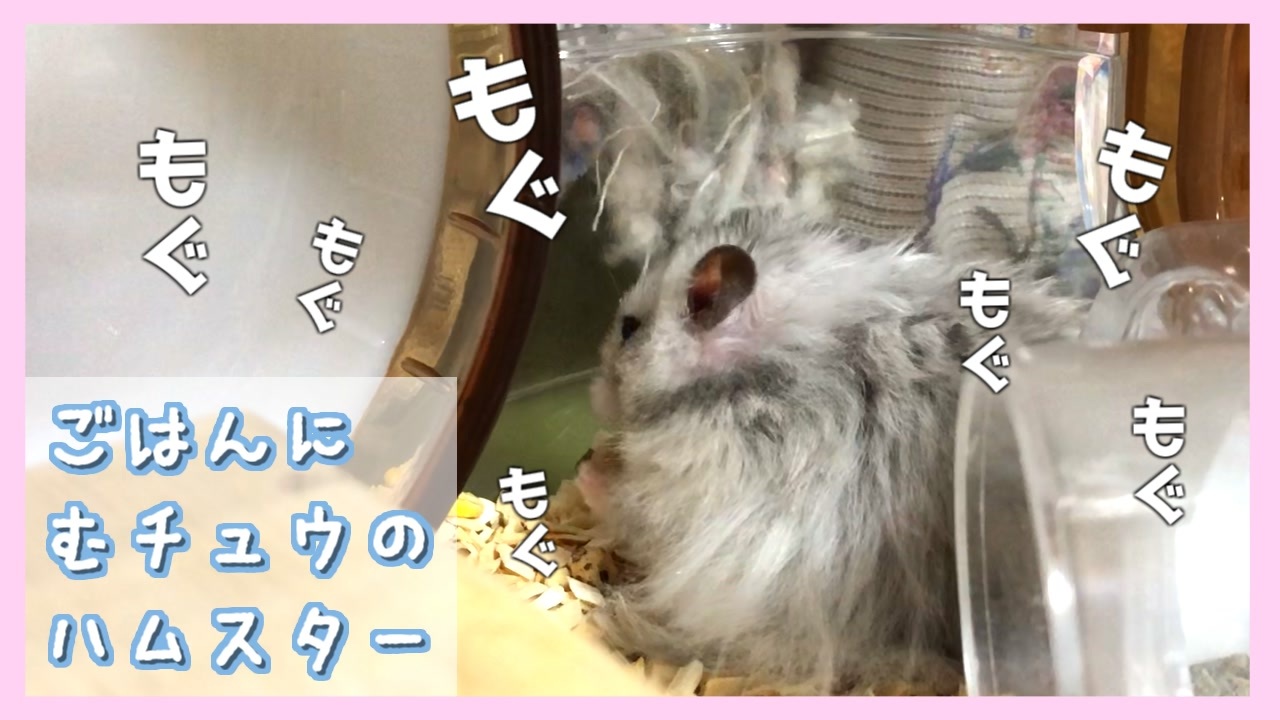 人気の 動物 ゴールデンハムスター 動画 910本 6 ニコニコ動画