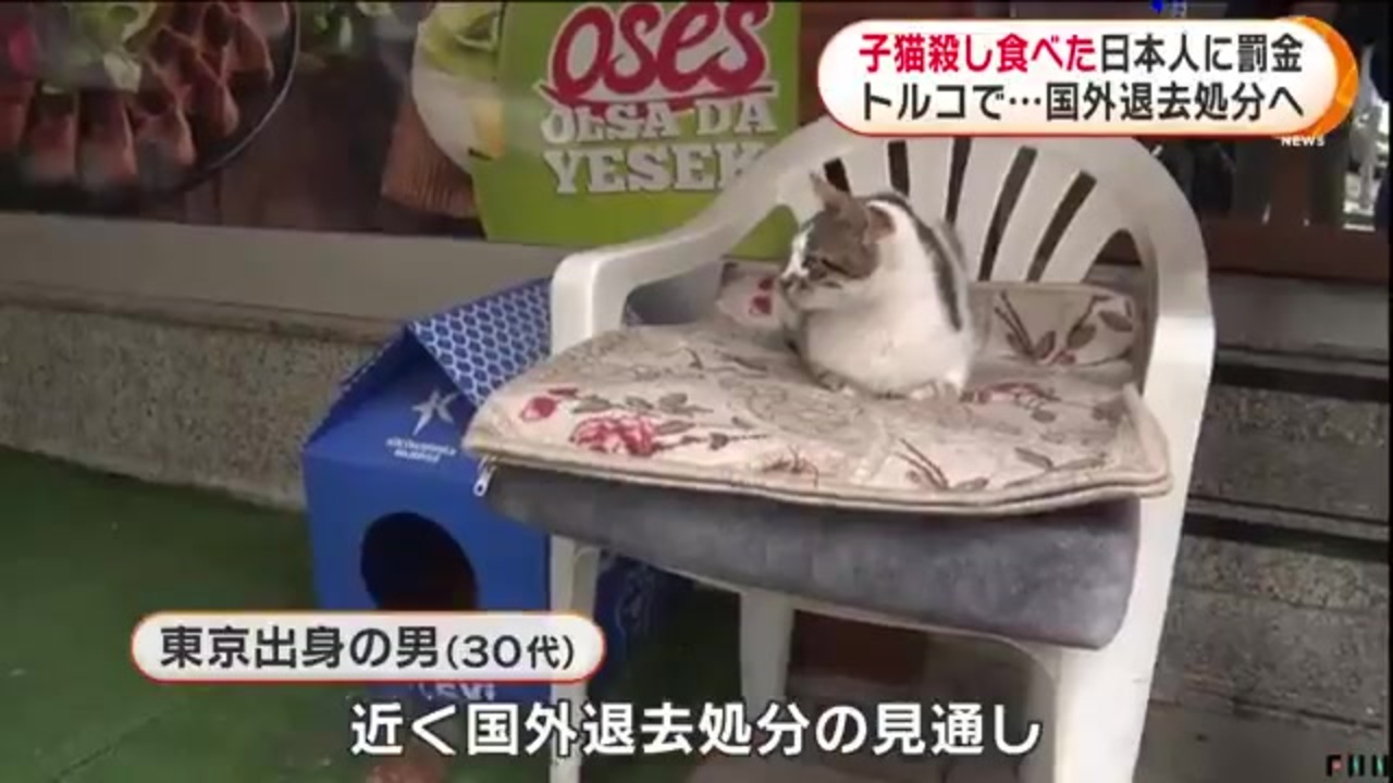 子猫殺し食べた日本人に罰金 トルコで 国外退去処分へ ニコニコ動画