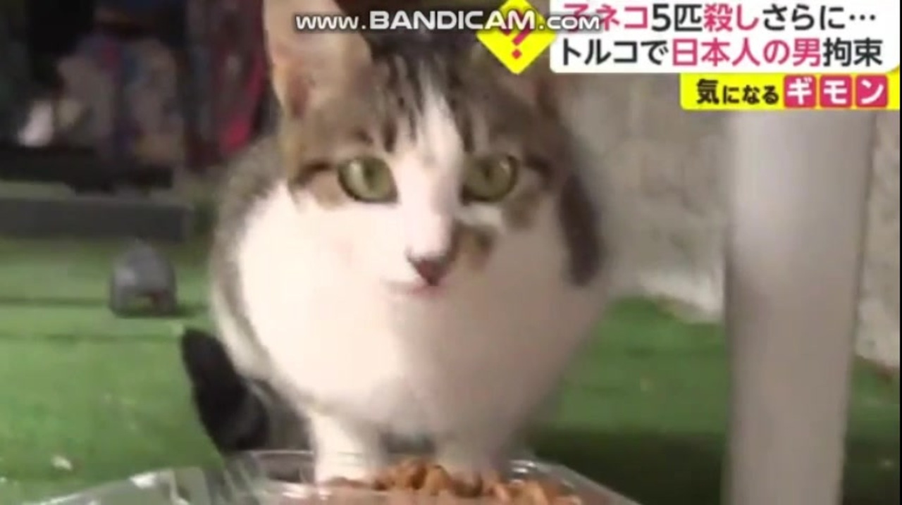 トルコで猫を食べた日本人を逮捕 日本ではネコを食べる習慣がある と主張 ニコニコ動画