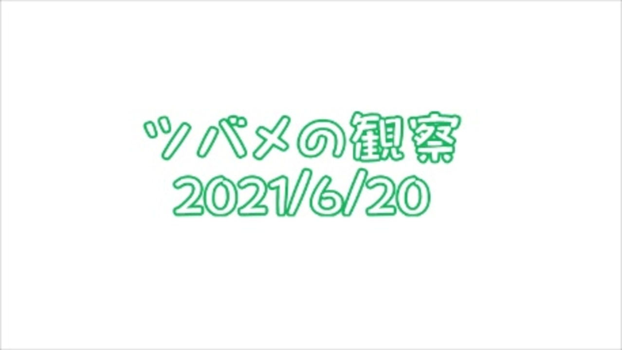 人気の 巣立ち 動画 40本 ニコニコ動画