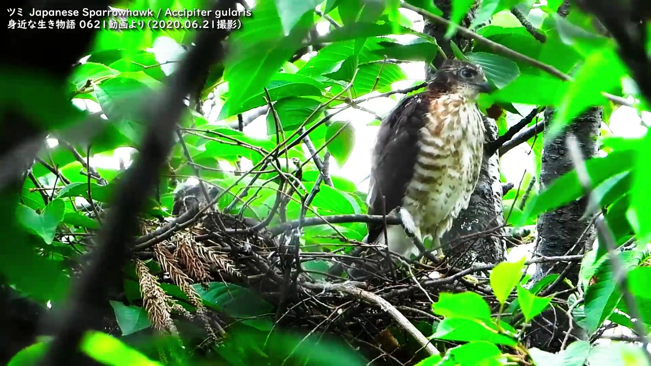 人気の 動物 猛禽類 動画 471本 4 ニコニコ動画