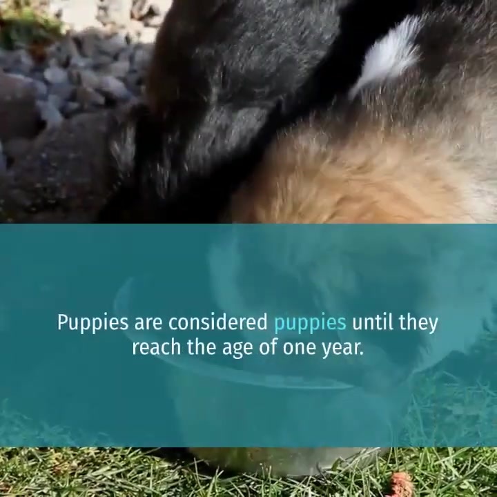When Should You Stop Feeding Puppy Food for Your Dog_ - ニコニコ動画