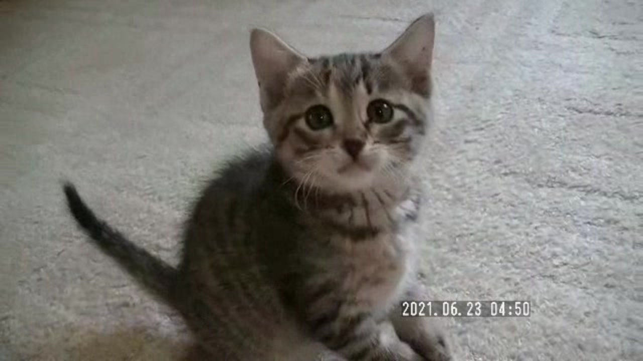 人気の お家で生まれた野良猫の赤ちゃん 動画 8本 ニコニコ動画