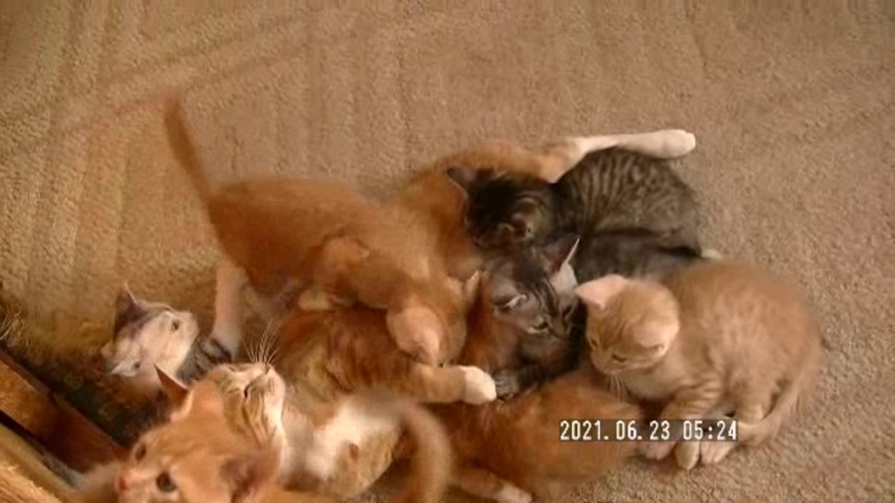 人気の 母猫 動画 36本 ニコニコ動画