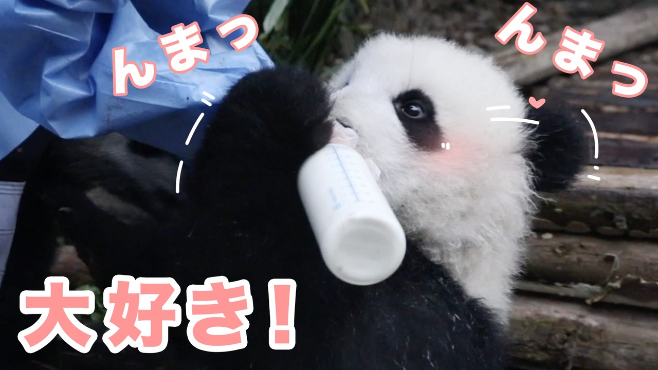 可愛すぎ 子パンダの日常 全8件 Ipanda パンダ楽園さんのシリーズ ニコニコ動画