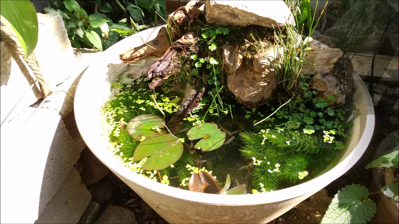 睡蓮鉢ビオトープ21 6 立ち上げ2ヶ月 ニコニコ動画