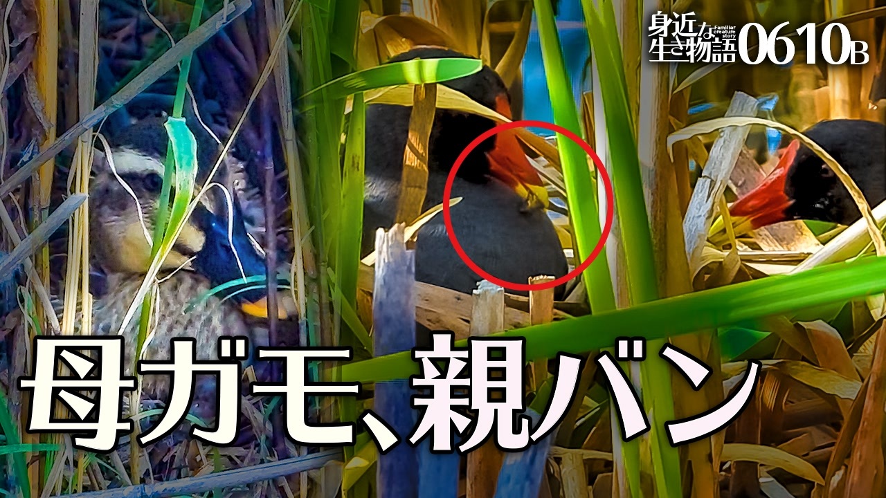 0610b 新居に引越し雛鳥に捕食餌やりバン カルガモ抱卵 オナガとヒヨドリの鳴き声 シジュウカラ 屋根カモ 鉄分でお腹の赤いカルガモ 身近な生き物語 バン カルガモ ニコニコ動画